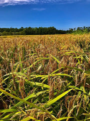 Carolina Gold Rice - 1 Cup